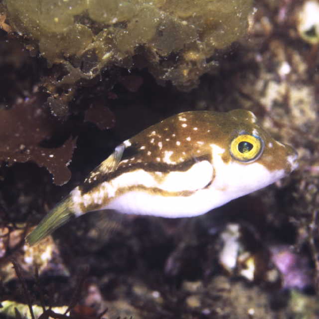 Canthigaster rivulata